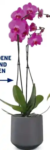 Hofer Orchidee Multiflora Angebot