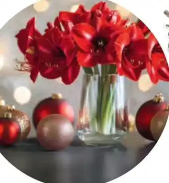 Hofer Amaryllis Angebot