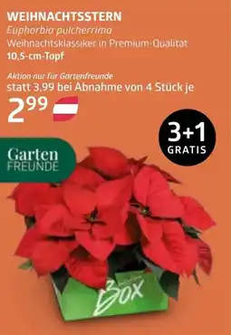 Bellaflora Weihnachtsstern Angebot