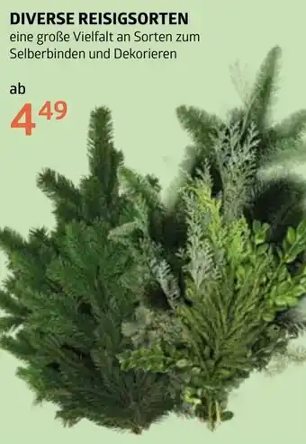 Bellaflora Diverse reisigsorten Angebot