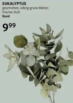 Bellaflora Eukalyptus Angebot