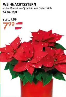 Bellaflora Weihnachtsstern Angebot