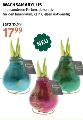Bellaflora Wachsamaryllis Angebot