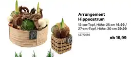 BayWa Arrangement Hippeastrum Angebot