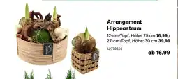 BayWa Arrangement Hippeastrum Angebot