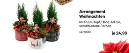 BayWa Arrangement Weihnachten Angebot