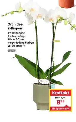 BayWa Orchidee 2 Rispen Angebot