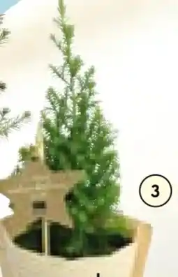 Hellweg Mini-Christbaum Angebot