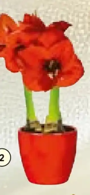 Hellweg Amaryllis Angebot