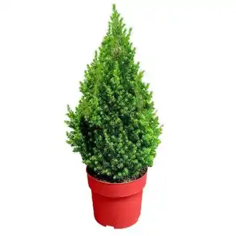 Hellweg Zuckerhutfichte Angebot