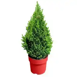 Hellweg Christbäume Angebot