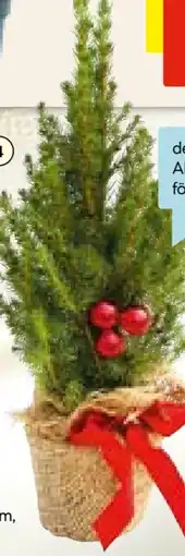 Hellweg Plantiflor Geschmückte Zuckerhutfichte Angebot