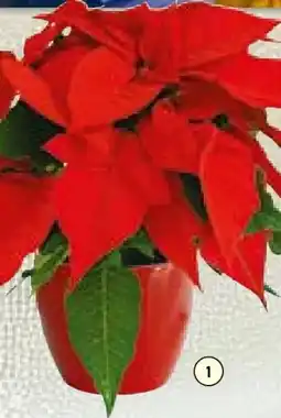 Hellweg Weihnachtsstern Angebot