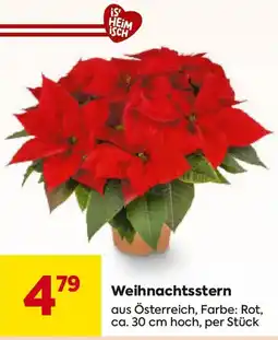 Billa Weihnachtsstern Angebot