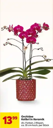 Billa Orchidee Kolibri in Keramik Angebot