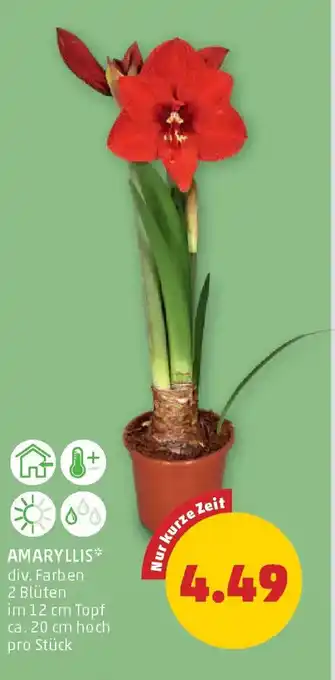 PENNY Amaryllis Angebot