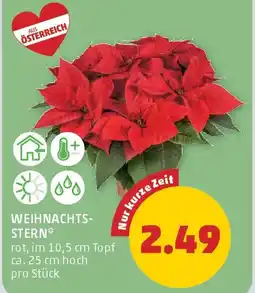 PENNY Weihnachts stern Angebot