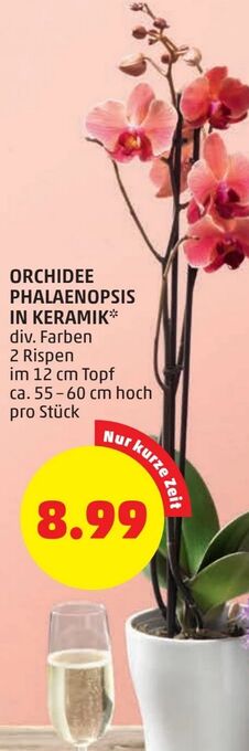 PENNY Orchidee Phalaenopsis Angebot