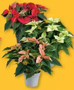 Lidl Weihnachtsstern Angebot