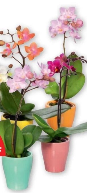 PENNY Mini-Orchidee Angebot