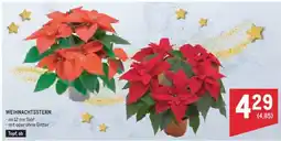 Metro Weihnachtsstern Angebot