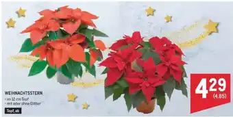 Metro Weihnachtsstern Angebot