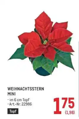 Metro Weihnachtsstern Mini Angebot