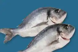 PENNY Goldbrasse Angebot