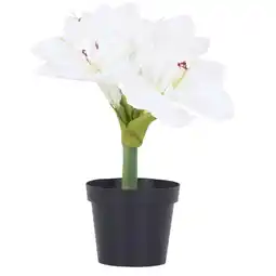 Möbelix Weihnachtliche Pflanzen„Amaryllis” 4297281101 Möbelix Angebot