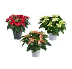 Lidl Weihnachststern Verschiedene Blütenfarben Lidl Angebot