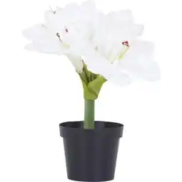 Möbelix Weihnachtliche Pflanzen Amaryllis Angebot