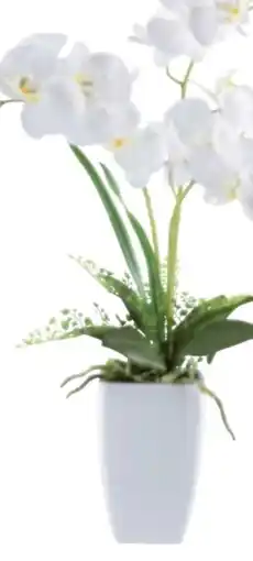 Möbelix Kunstpflanze Phalaenopsis Angebot