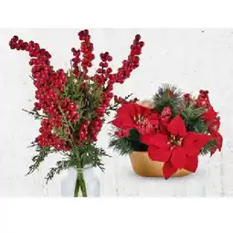 Hofer Künstliche Weihnachtspflanzen versch. Modelle HOFER Angebot