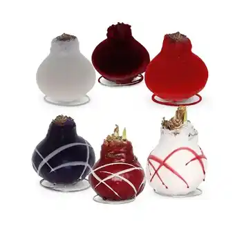 Hofer Design-Wachsamaryllis div. Modelle HOFER Angebot