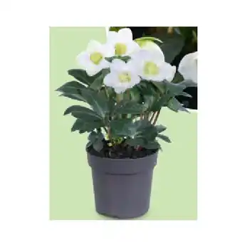 Hofer Schneerose HOFER Angebot