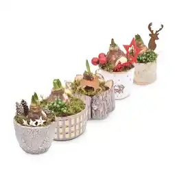 Hofer Amaryllis div. winterliche Gefäße inkl. festlicher Dekoration HOFER Angebot
