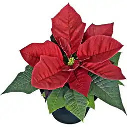 Metro Weihnachtsstern Mini , Preisangabe ohne MwSt. (Preis inkl. MwSt. 1,98 €), METRO Angebot