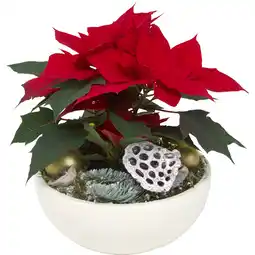 Metro Weihnachtsstern Dekoschale, Preisangabe ohne MwSt. (Preis inkl. MwSt. 22,59 €), METRO Angebot