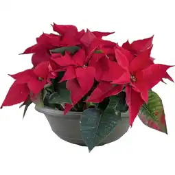 Metro Weihnachtsstern Schale, Preisangabe ohne MwSt. (Preis inkl. MwSt. 11,29 €), METRO Angebot