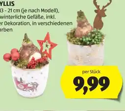 Hofer Amaryllis Angebot