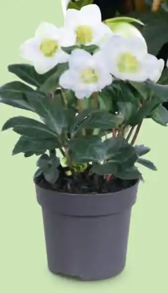 Hofer Schneerose Angebot