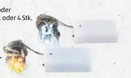 Hofer Home Creation LED-Innen-Lichterkette Angebot