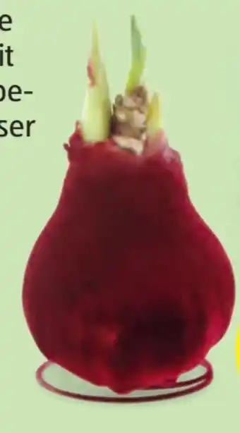 Hofer Design-Wachsamaryllis Angebot