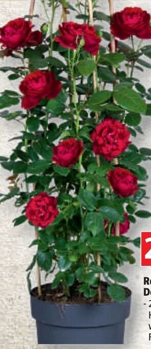 Bauhaus Rosen Doppelbogen Angebot