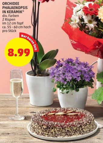 PENNY Orchidee Phalaenopsis In Keramik Angebot