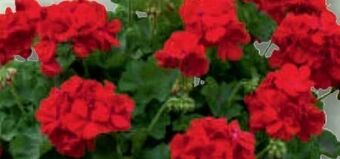 Bauhaus Pelargonie Big Eeze Angebot