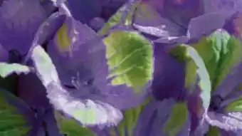 Bauhaus Hortensie Magical Angebot