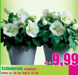 Blumen B&B Schneerose winterhart Angebot