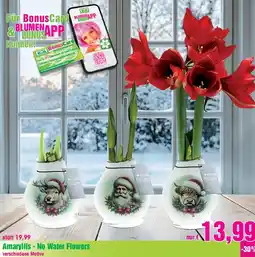 Blumen B&B Amaryllis - No Water Flowers Angebot