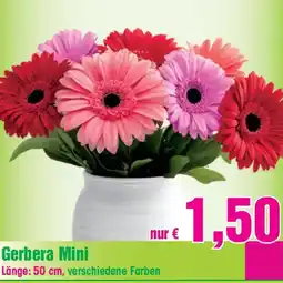 Blumen B&B Gerbera Mini Angebot